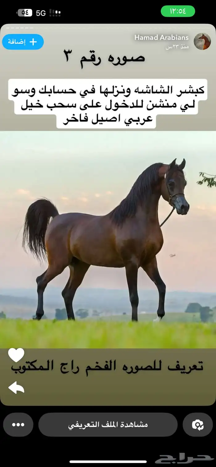 متوفر إيواء اسطبل ومربط نور الظبي وصحة الخيل واضحه 0