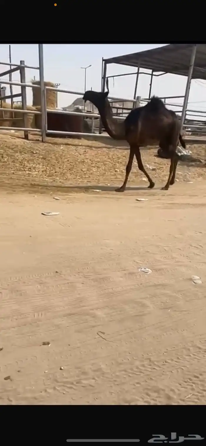 بكره مجهم ابيها من عيال وحيدان سلم العذاريب 1