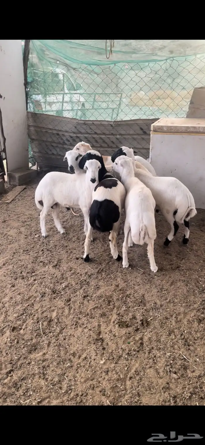 طليان مقفله شحم حلال تربيه جمله وتفريد 1