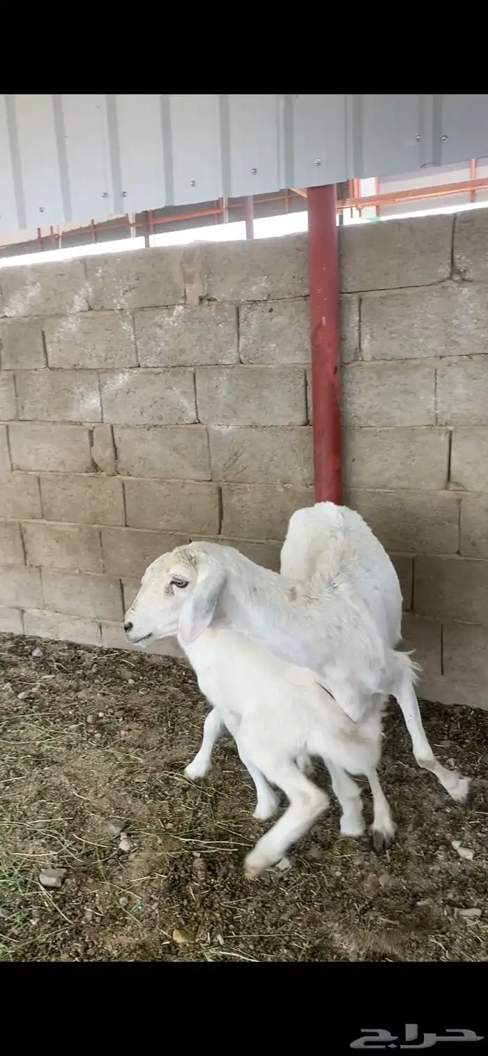 متابيع 2