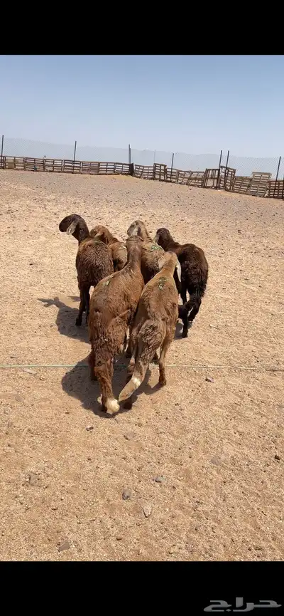 سواكن حمريات index