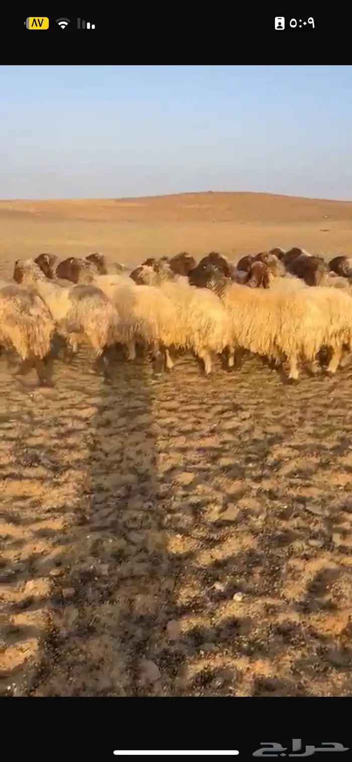 غنم نعيم 1