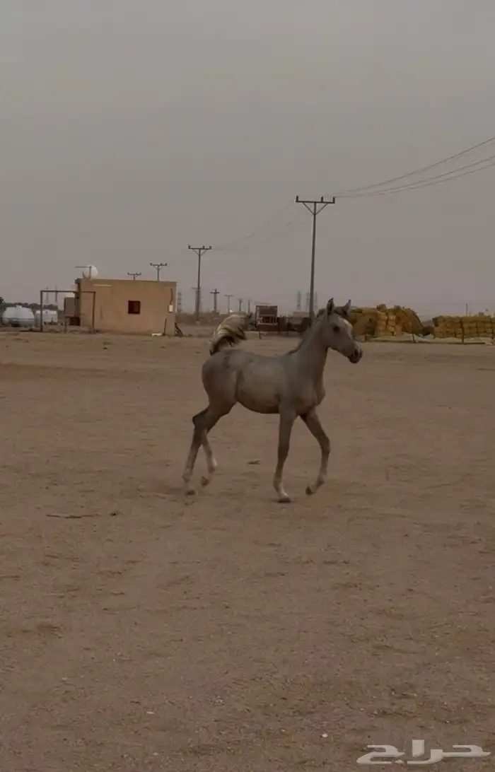 مهر واهو 1