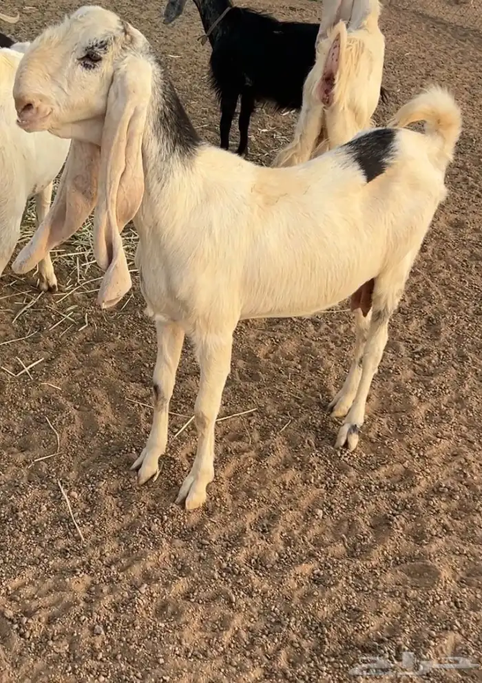 معزى مضاريع 0