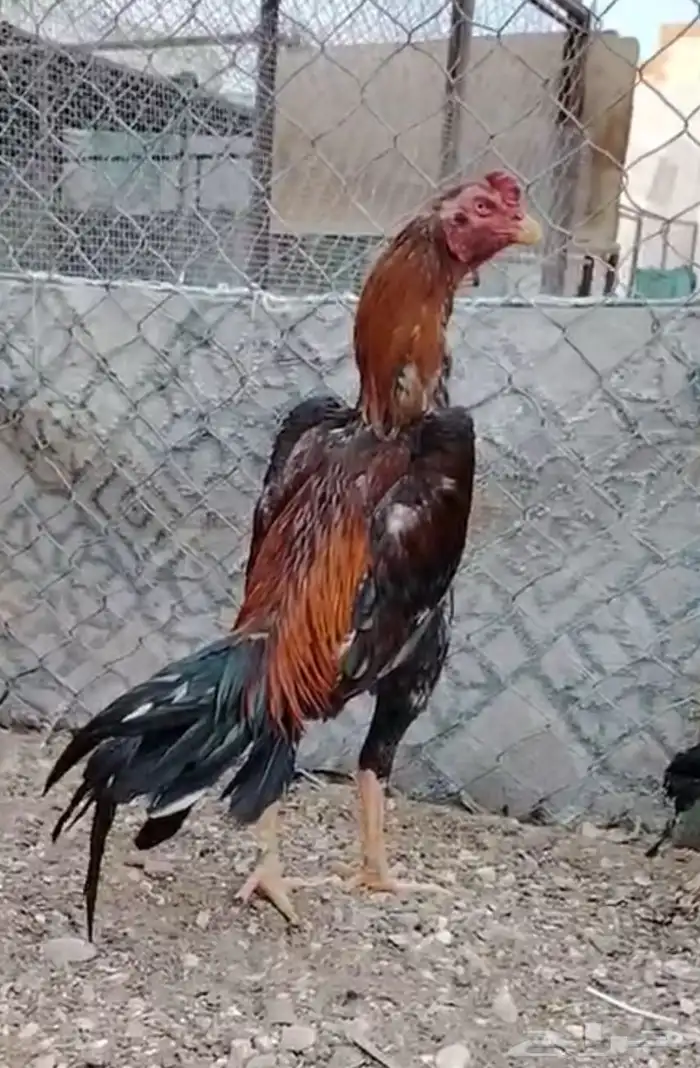 ديك برازيلي توووب 0