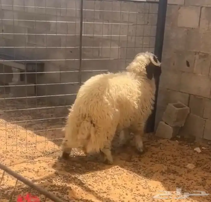 تم البيع 2