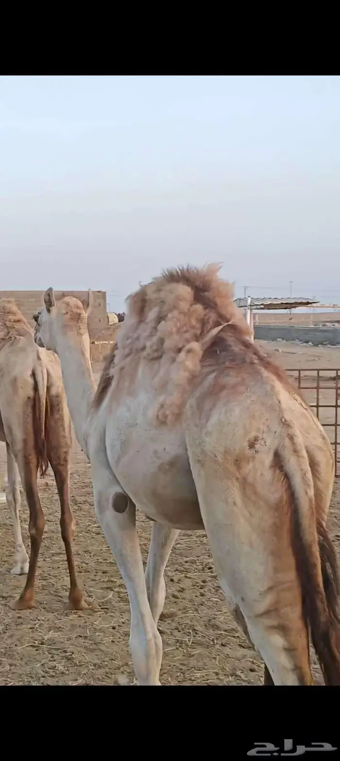 فرصة لأصحاب المناسبات والتوزيع الخيري 5