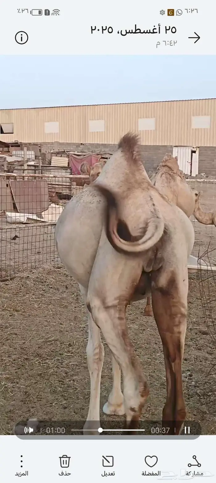 فرصة لأصحاب المناسبات والتوزيع الخيري 1