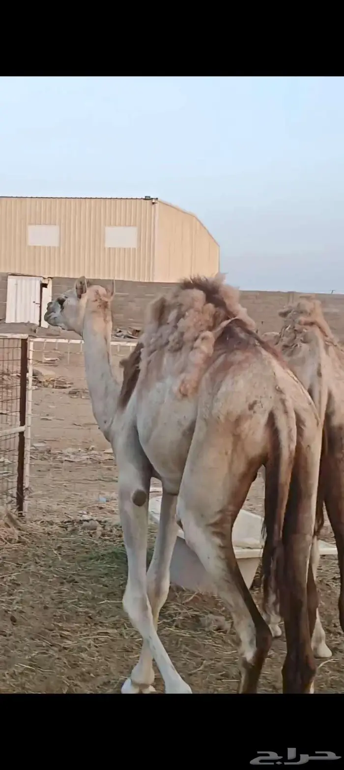 فرصة لأصحاب المناسبات والتوزيع الخيري 2