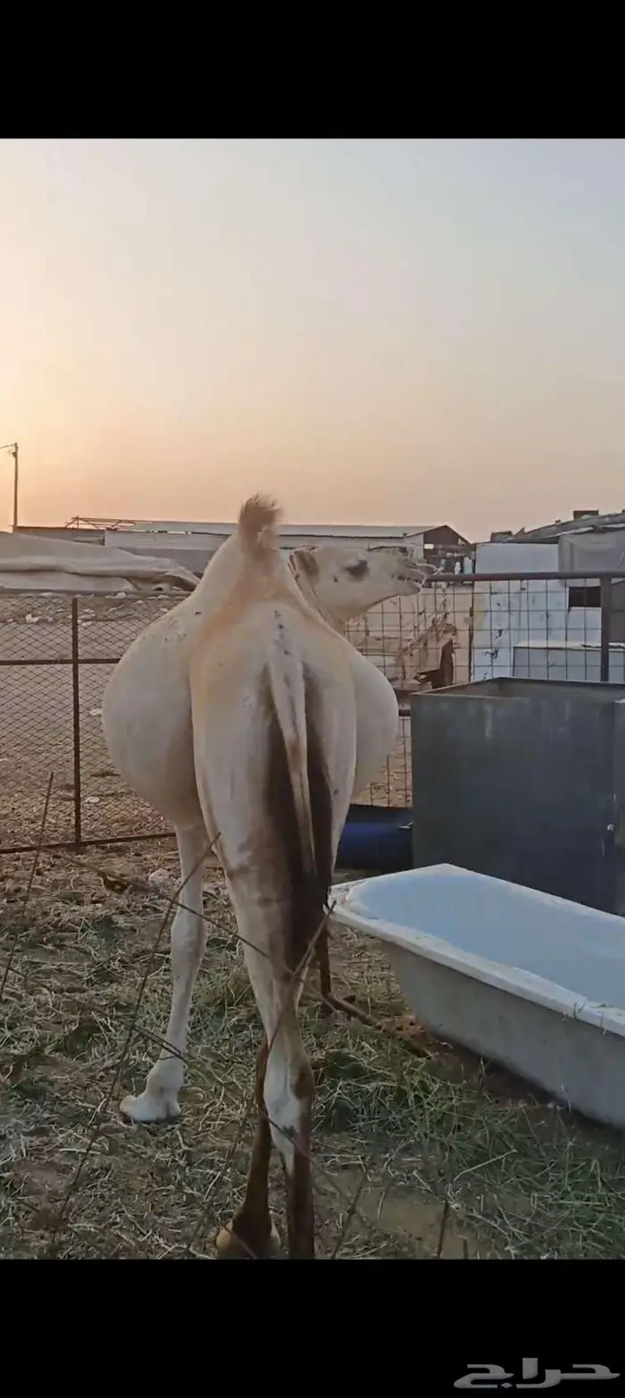 فرصة لأصحاب المناسبات والتوزيع الخيري 3