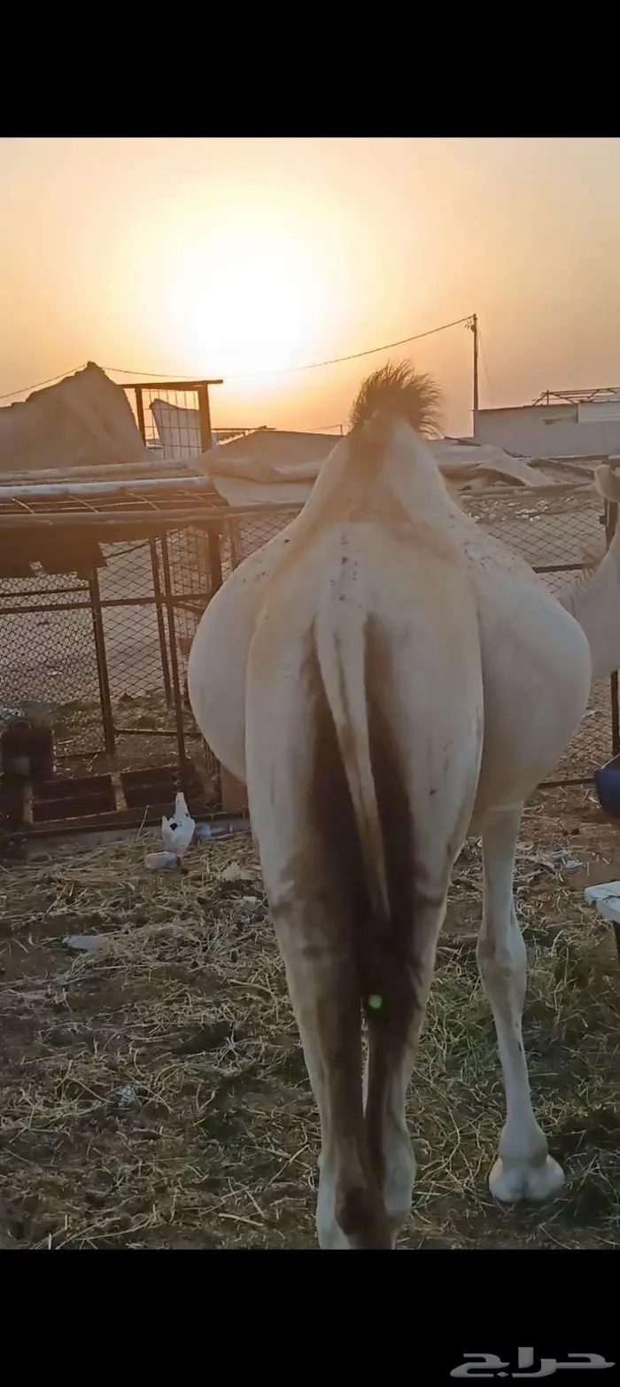 فرصة لأصحاب المناسبات والتوزيع الخيري 4