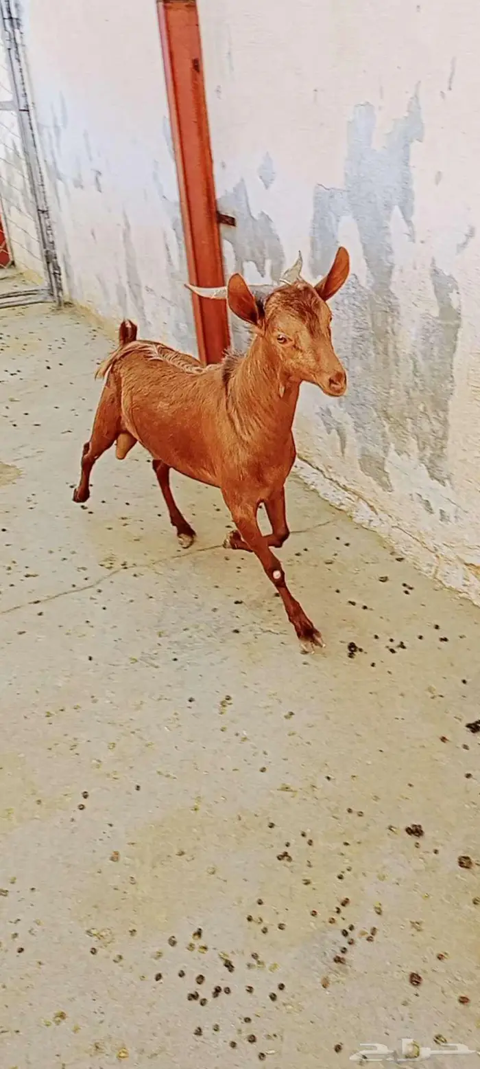 تيس احص للبيع 3