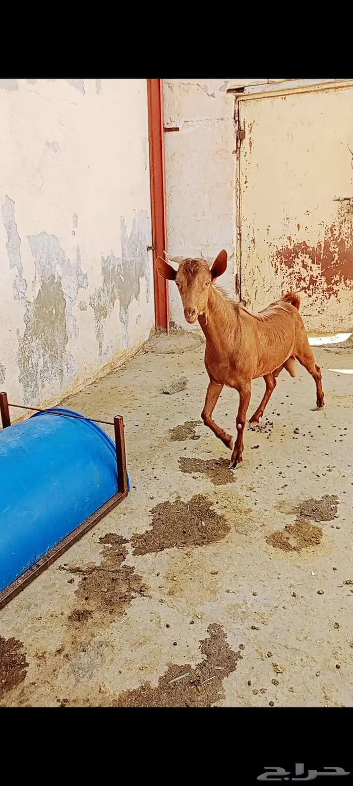 تيس احص للبيع 2