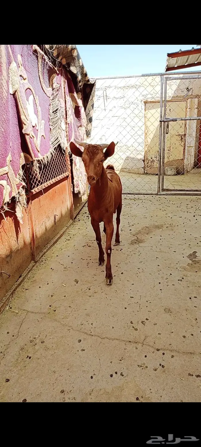 تيس احص للبيع 1