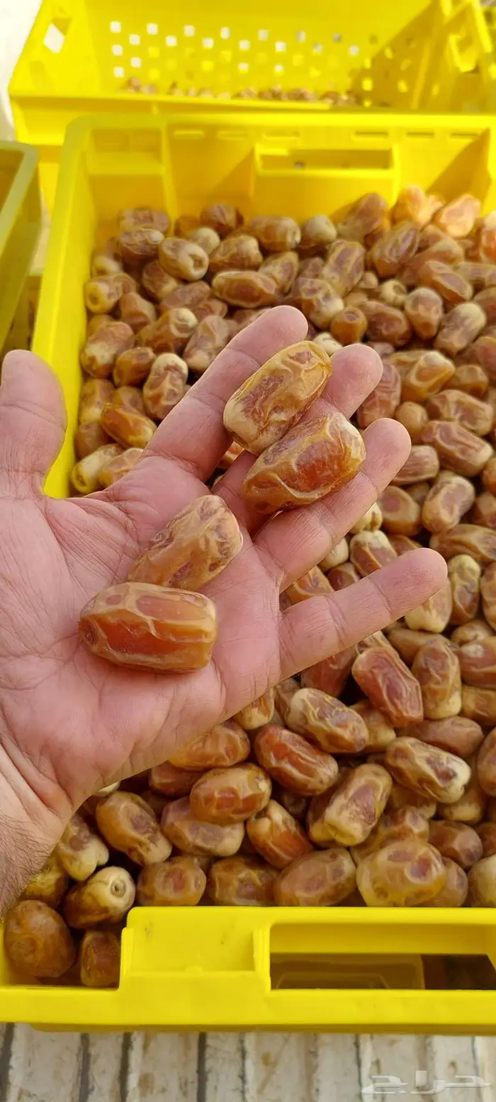 تمر صقعي للبيع 3