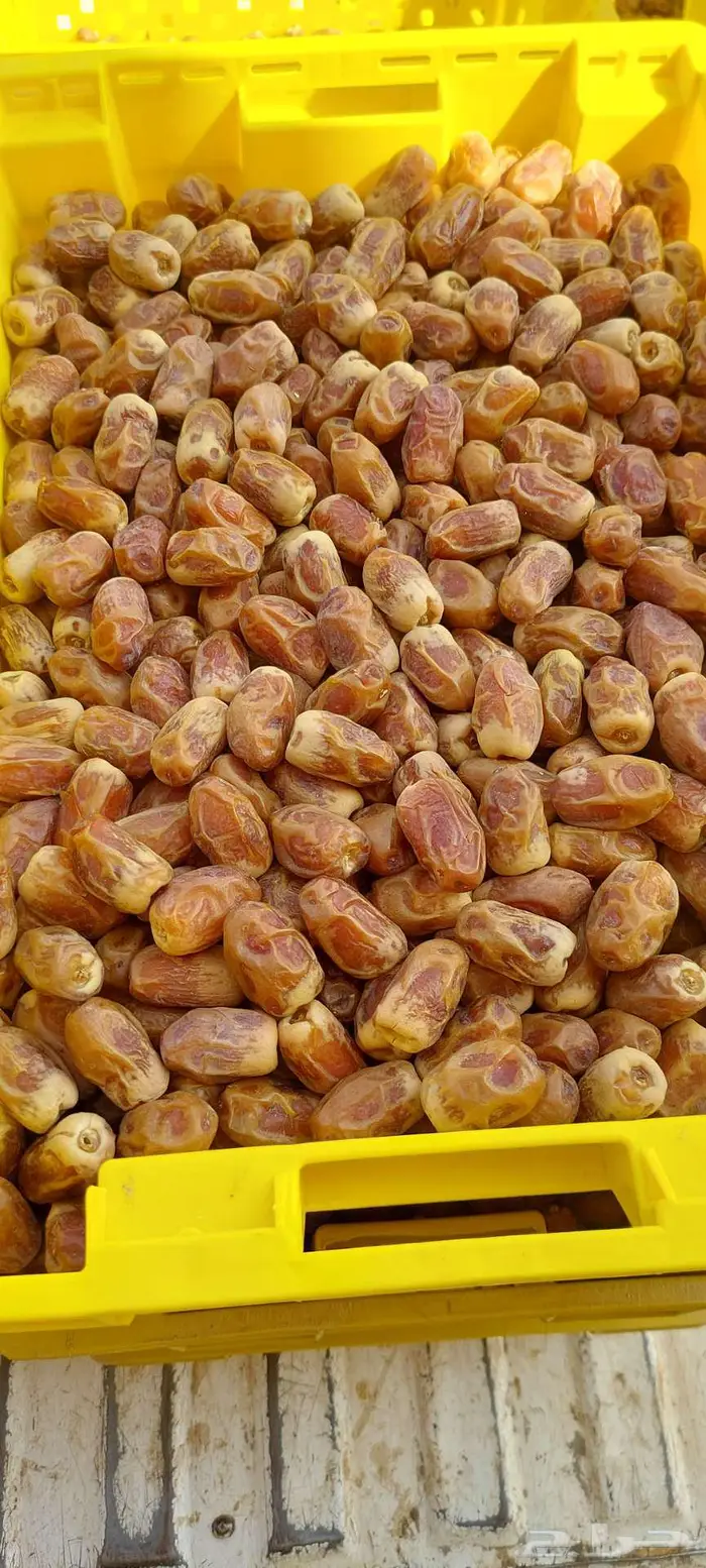 تمر صقعي للبيع 2