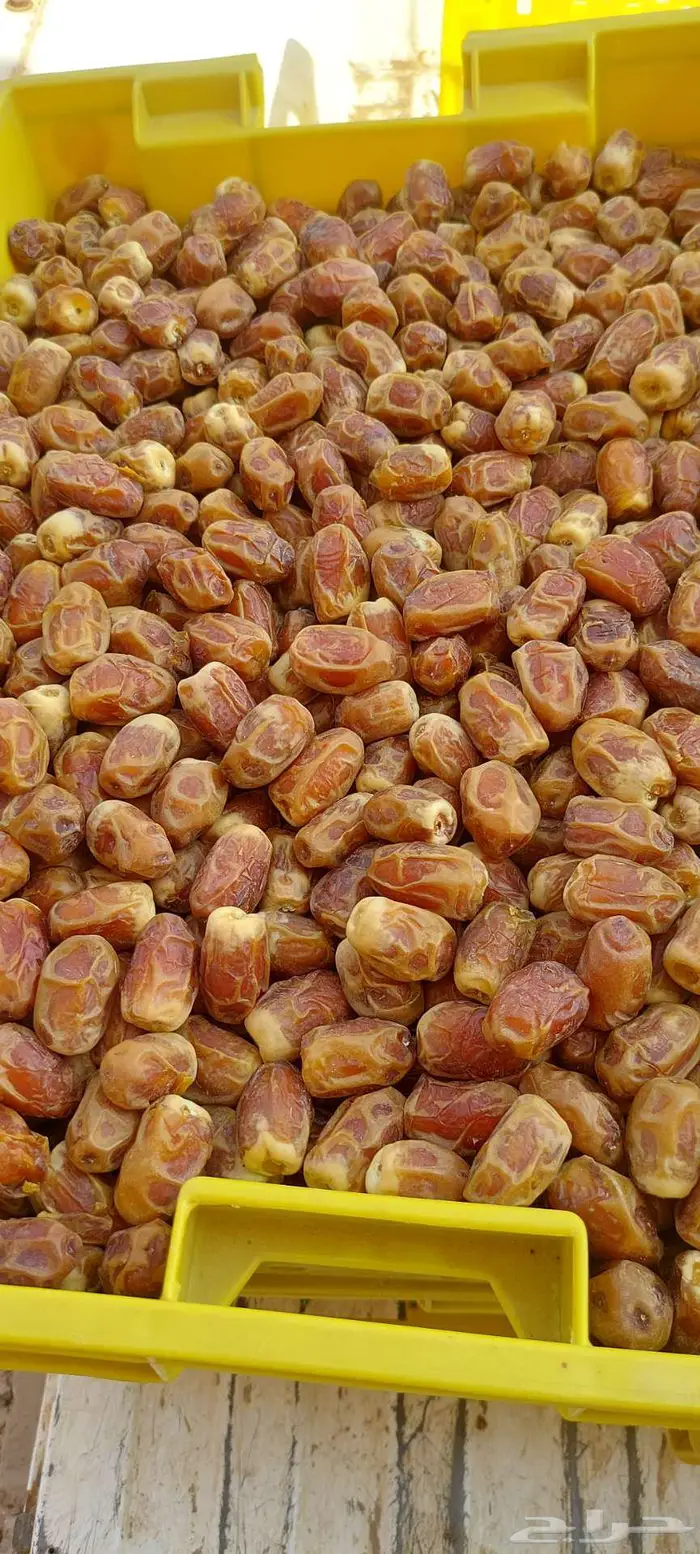 تمر صقعي للبيع 1