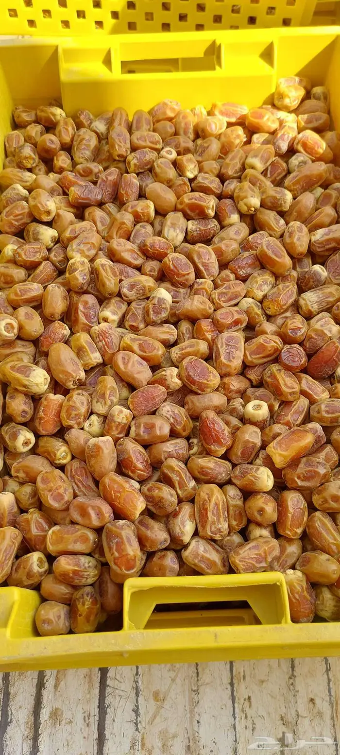 تمر صقعي للبيع 0