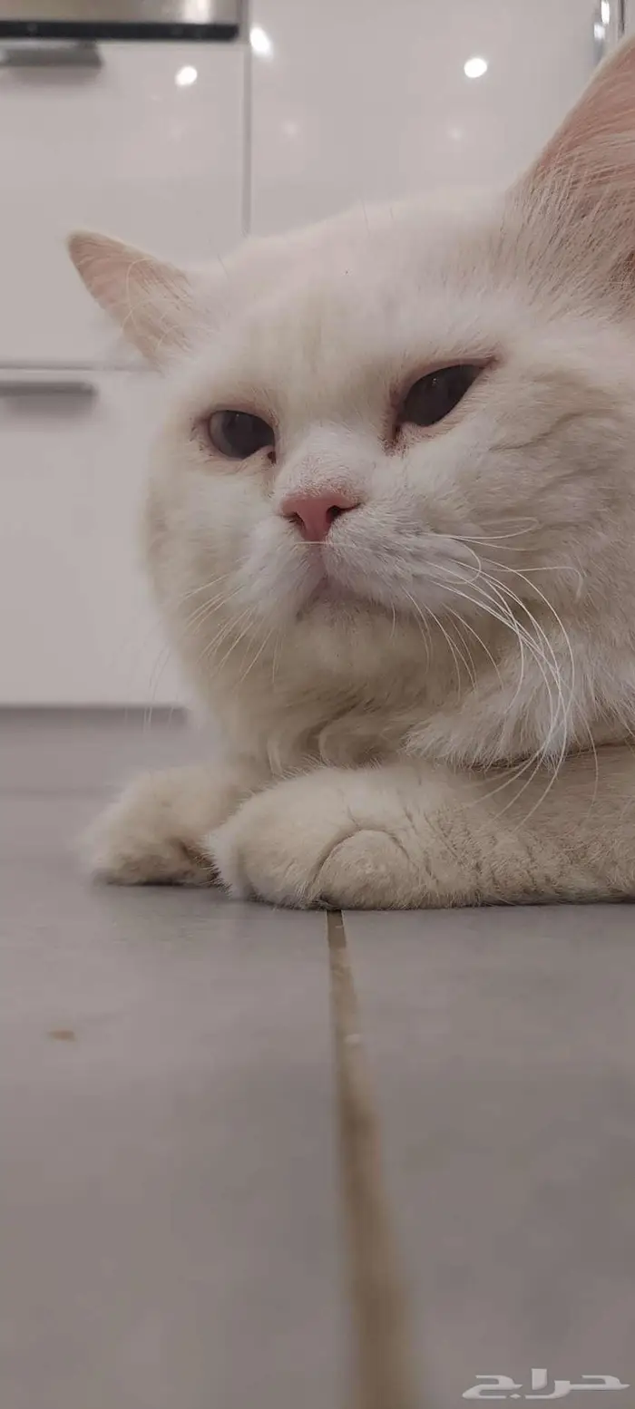 قط للتبني العاجل 0