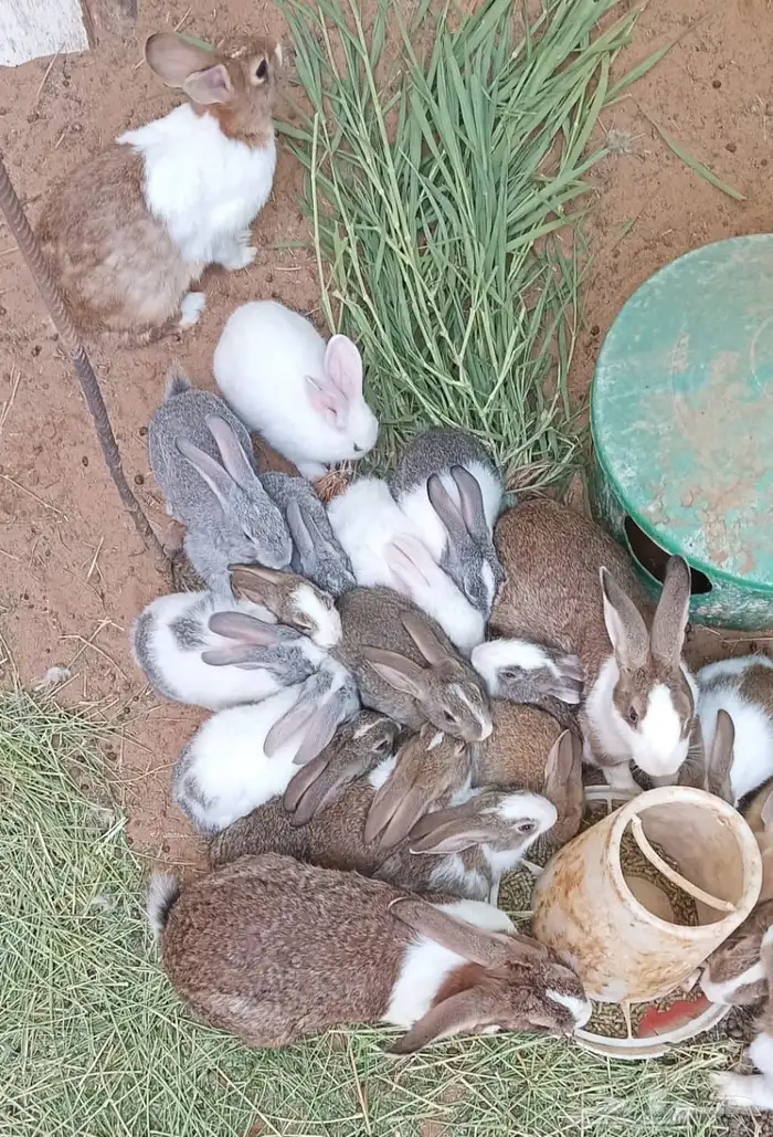 ارانب للبيع القصيم بريدة 1