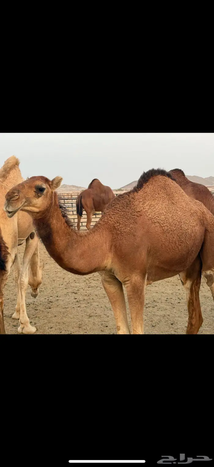 للبيع بكره باكستانيه 2