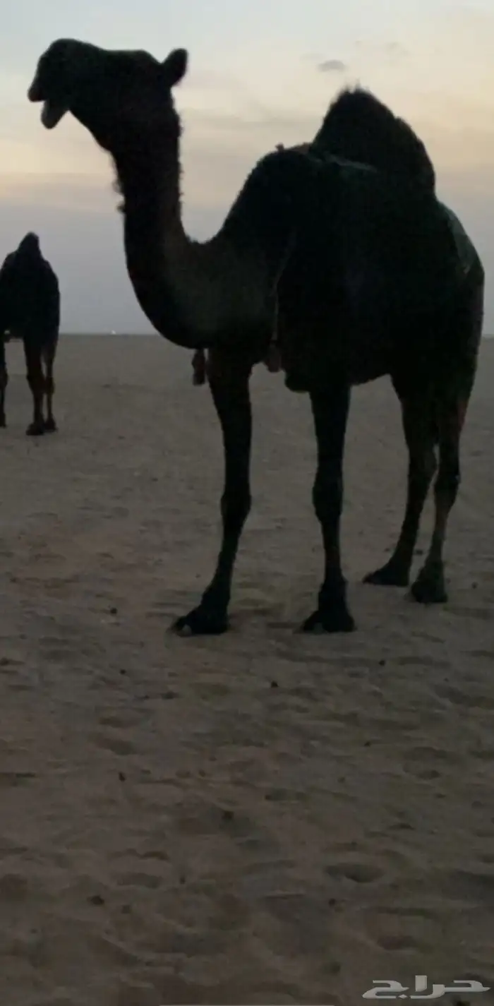 مطلوب مجاهيم من لديه يتواصل معي وتساب 0 50 742 0645 0