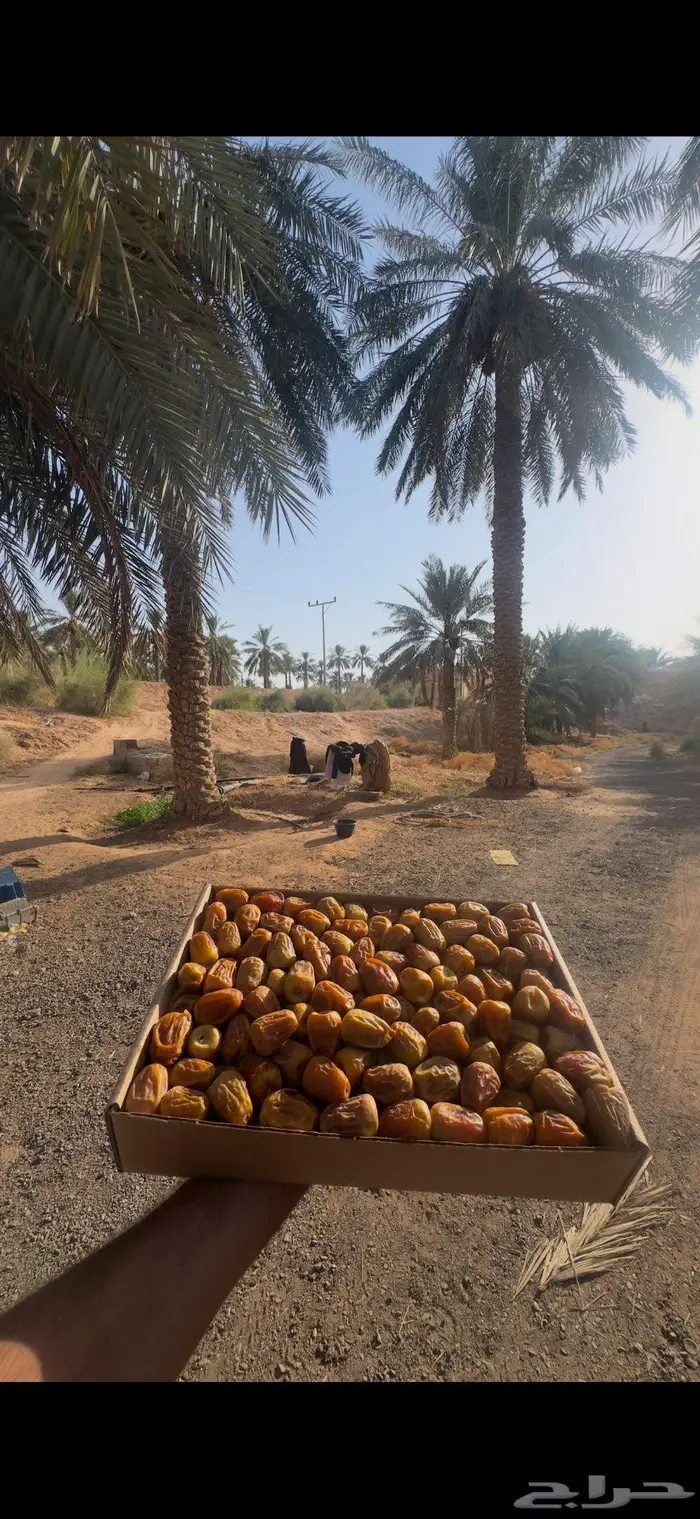 تمر سكري مفتل خراف اليوم من ( القصيم ) 2