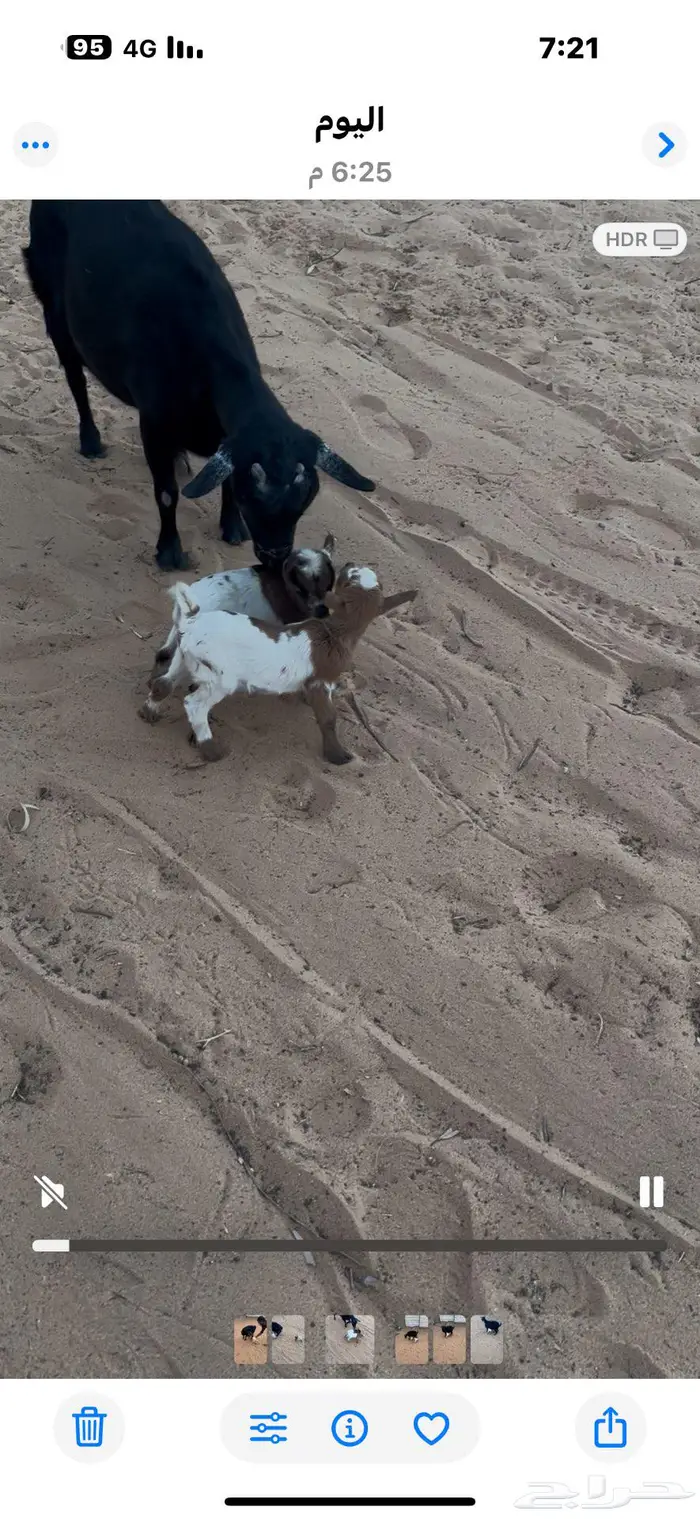 عنز قزمية معه جفره وتيس 0
