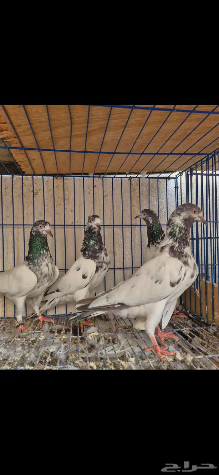 حمام باكستاني توووب 3