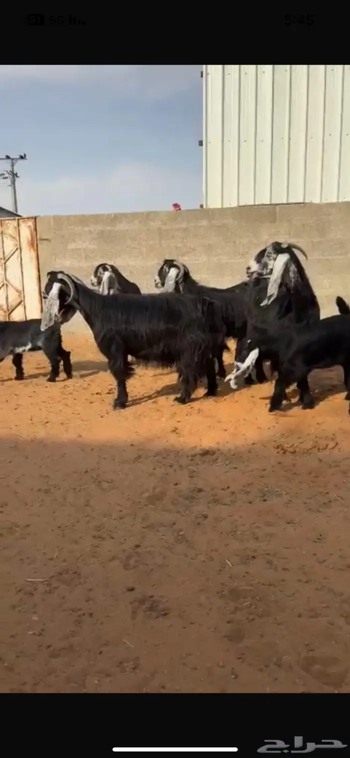 معزاء متابيع 0