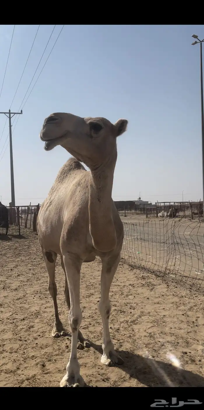 ناقه شعلاء ظروبه ونظيفه 1
