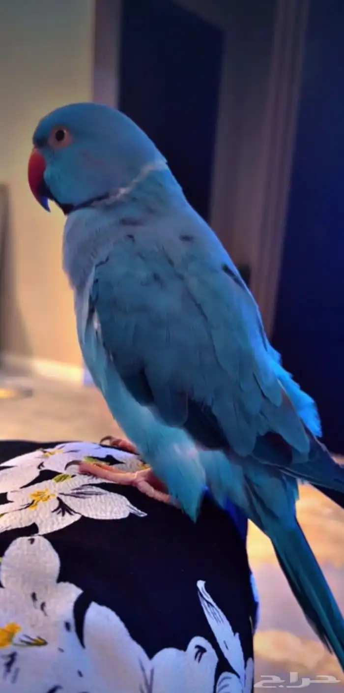 ببغاء دره هولندي ازرق شي نادر بصفاته وحركاته 2