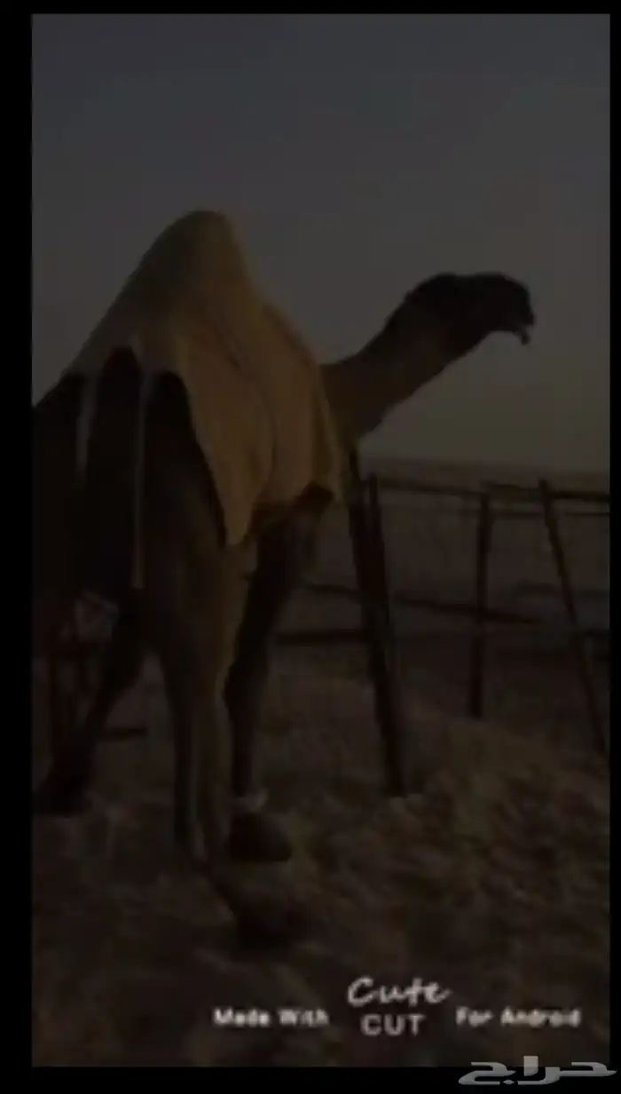 بعير فحل  للبيع 1