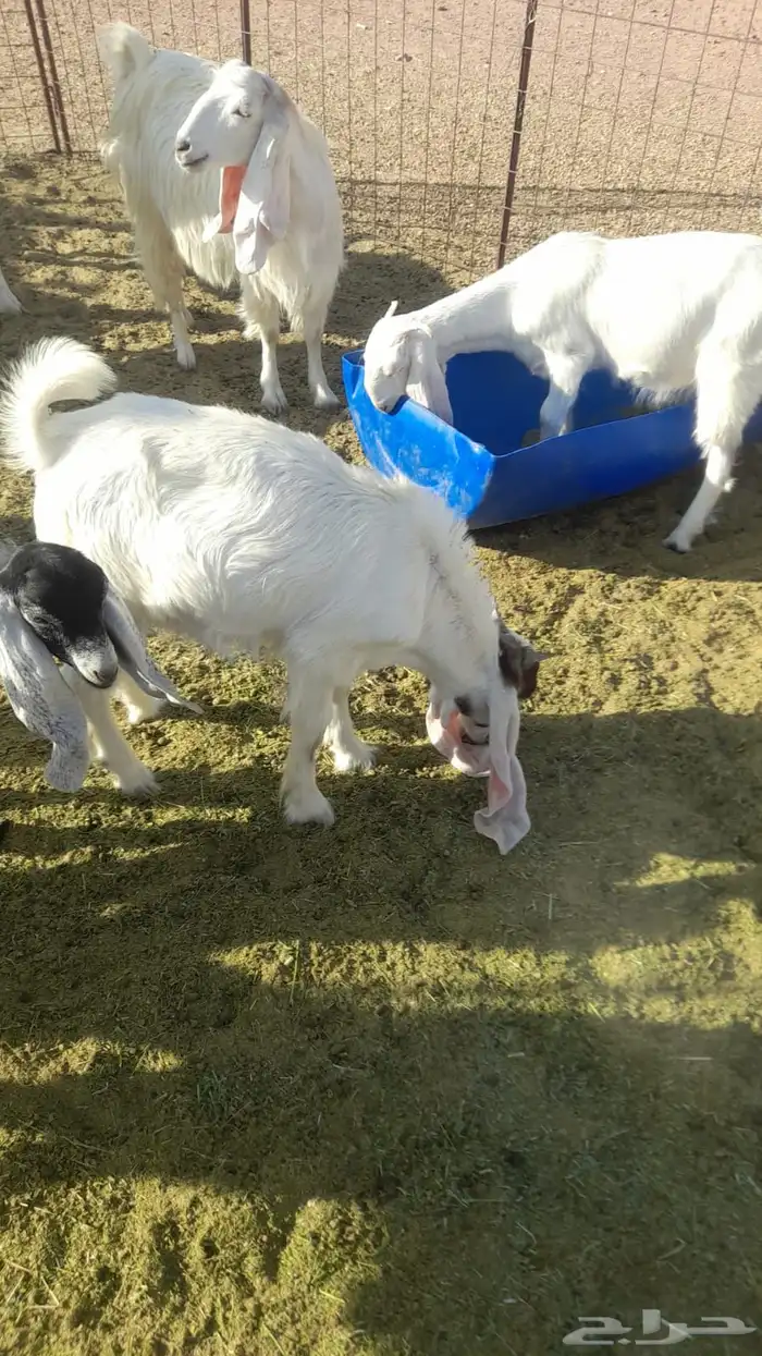 معزا هولنديات مطورات 7