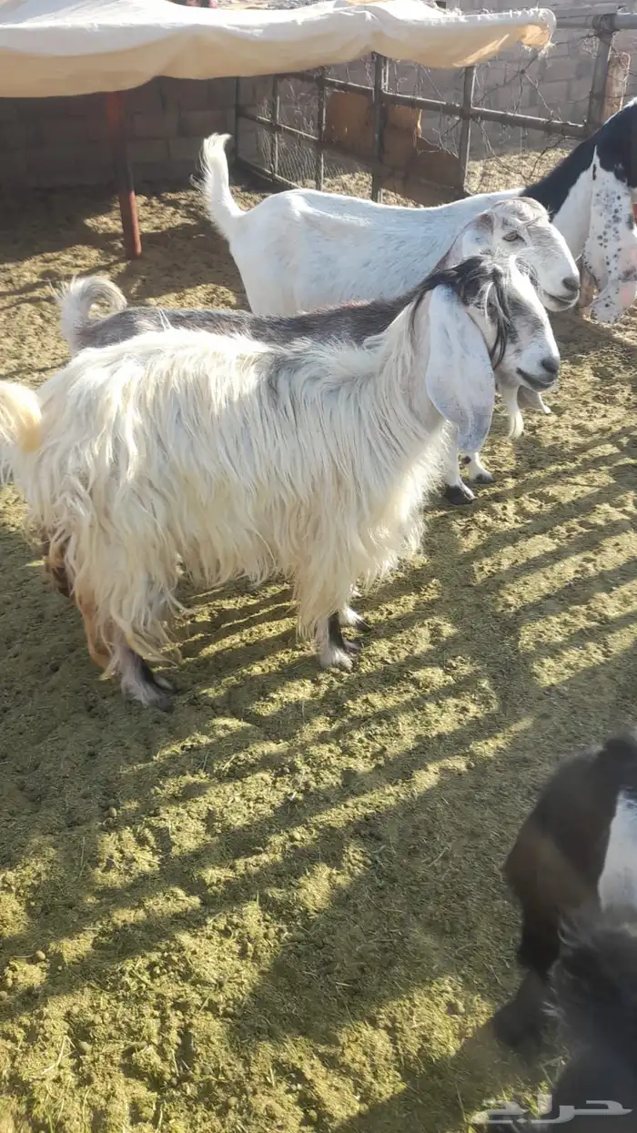 معزا هولنديات مطورات 4