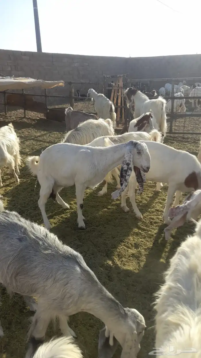 معزا هولنديات مطورات 0