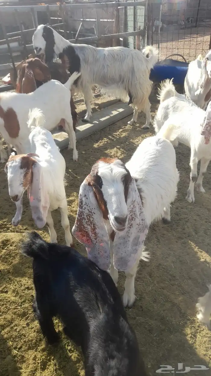 معزا هولنديات مطورات 8