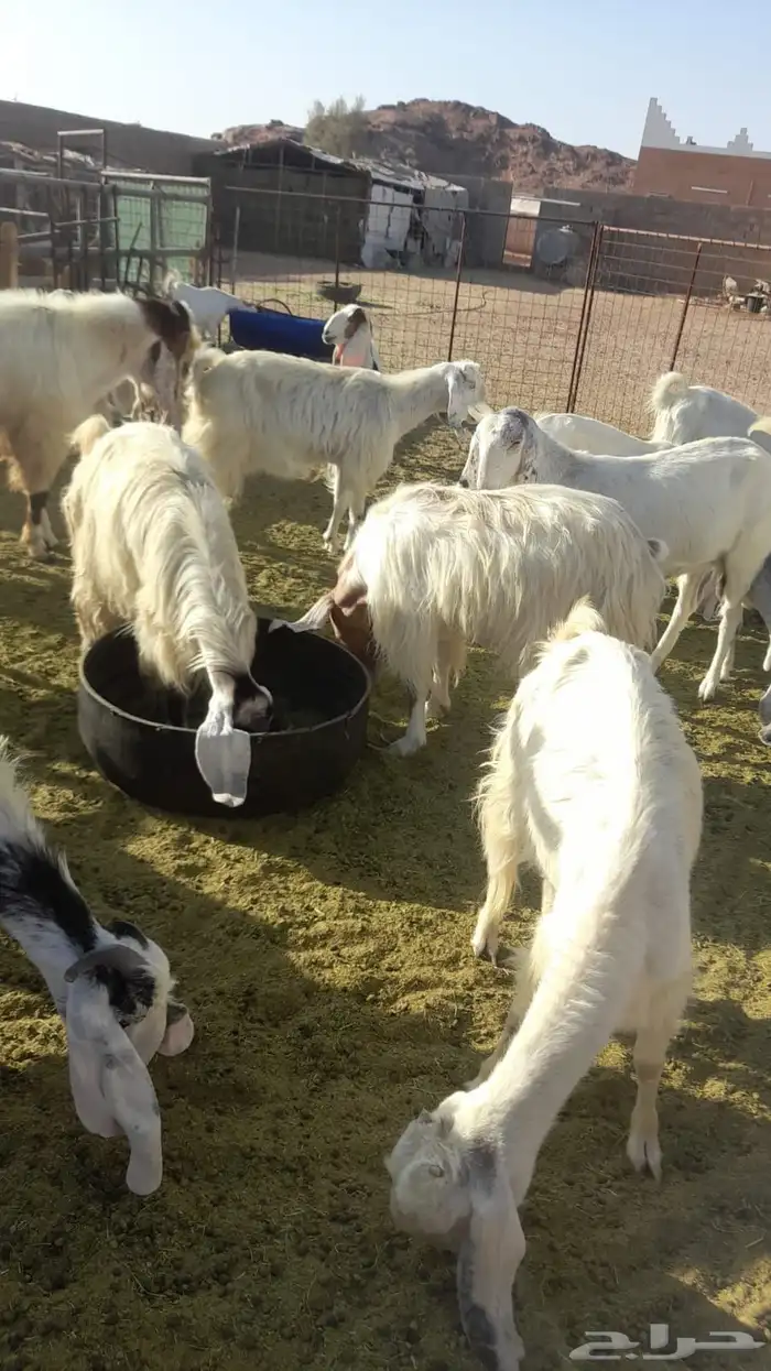 معزا هولنديات مطورات 10