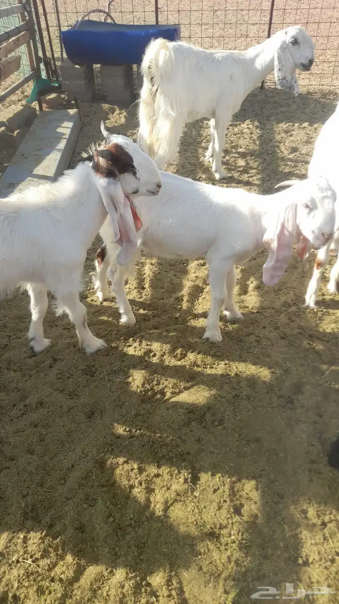 معزا هولنديات مطورات 12