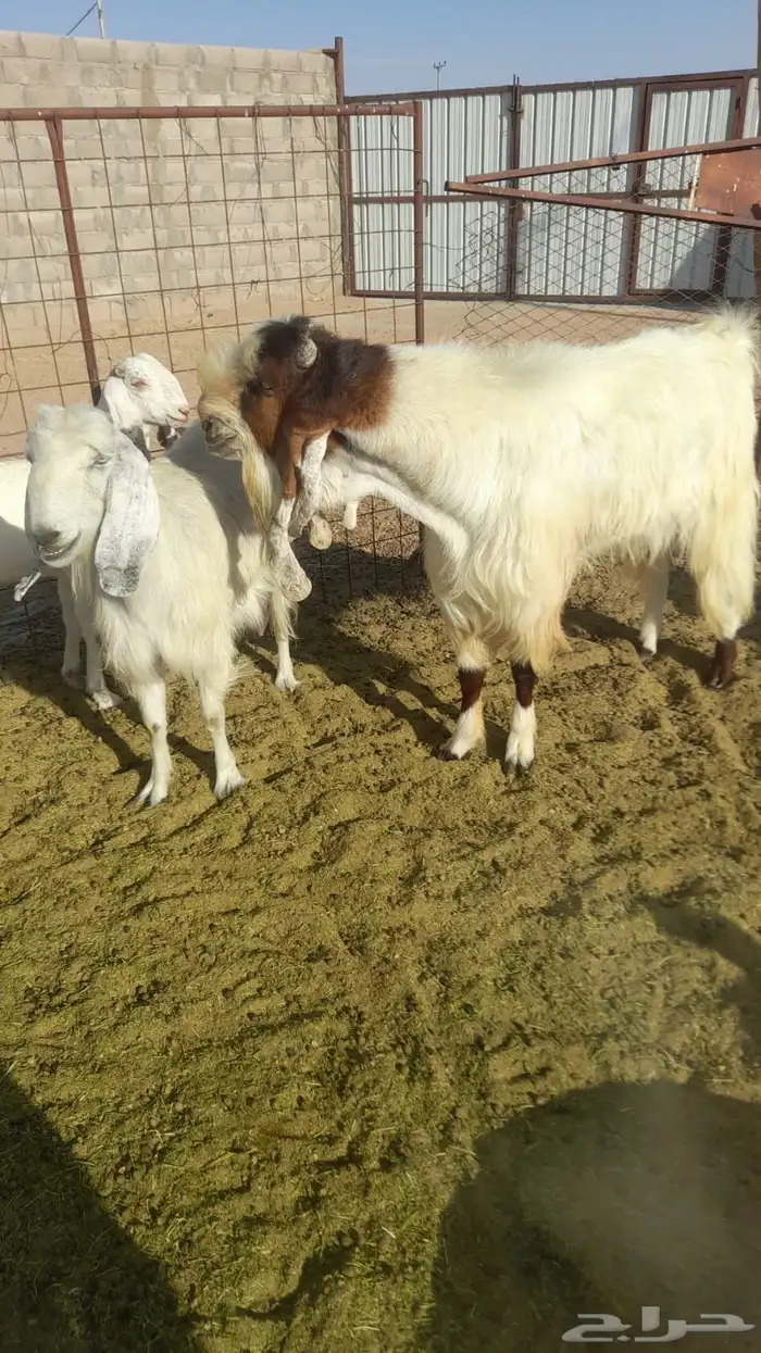 معزا هولنديات مطورات 9