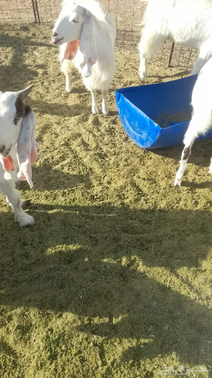 معزا هولنديات مطورات 5