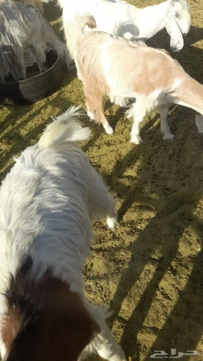 معزا هولنديات مطورات 6