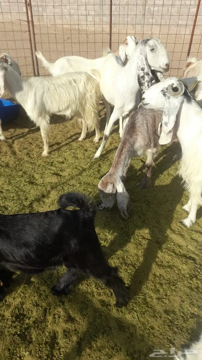 معزا هولنديات مطورات 11