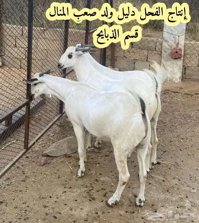 فحل بيشي صنف و معرف 15