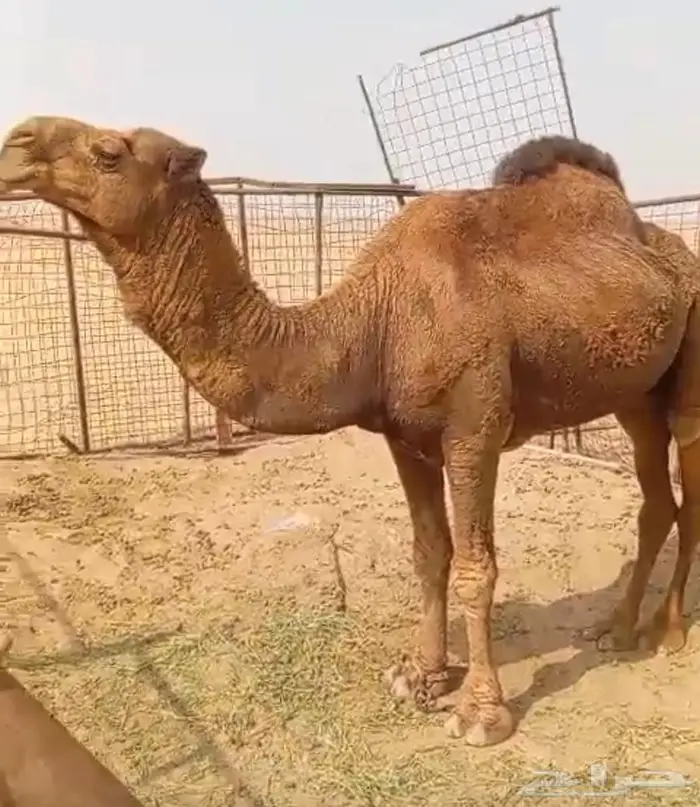 للبيع بعير أحمر 4
