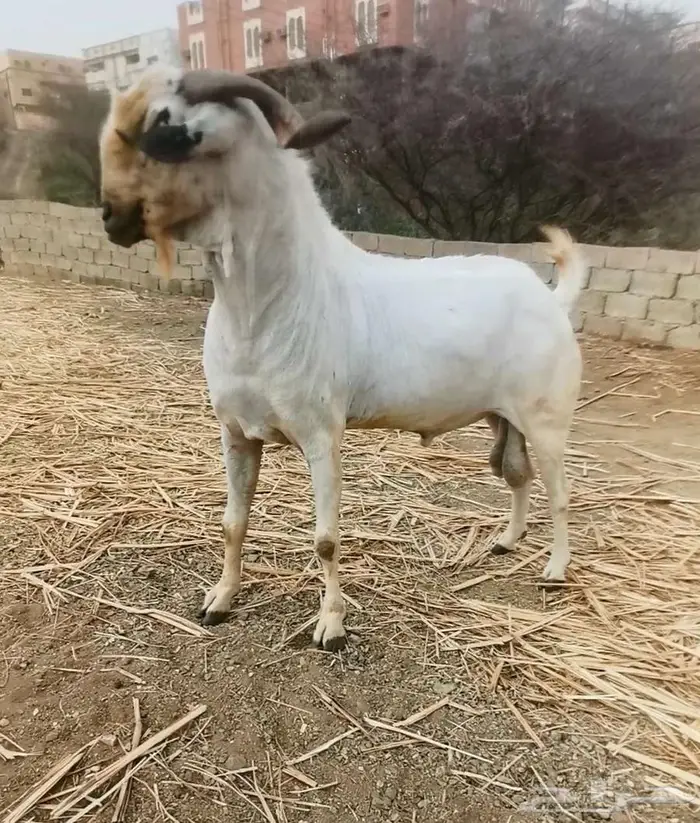 فحل بيشي صنف و معرف 3