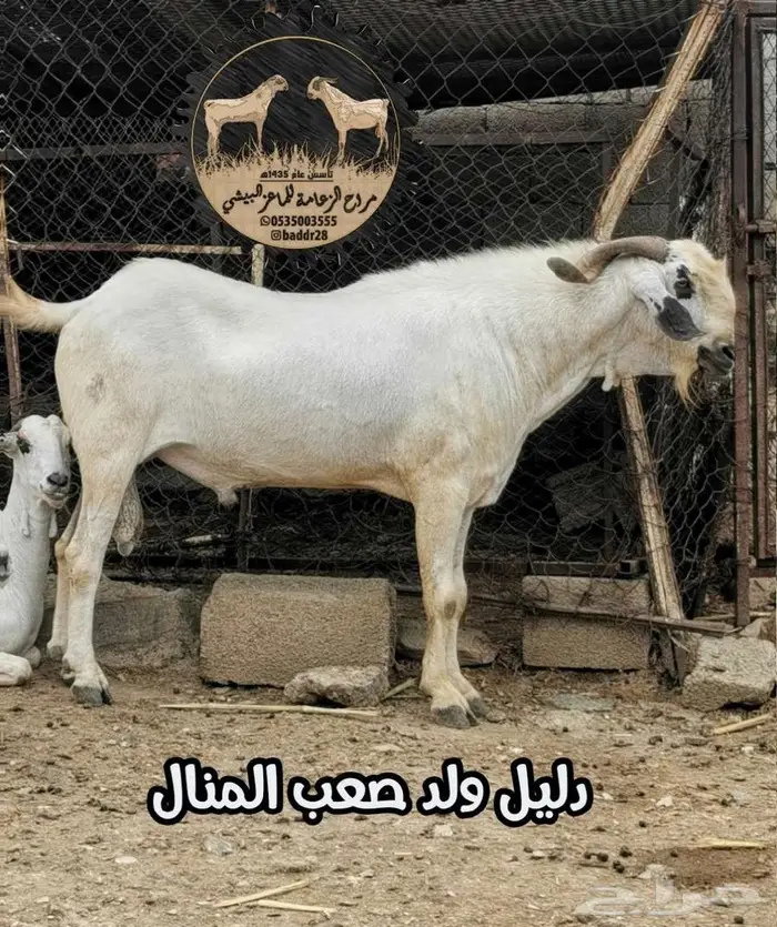 فحل بيشي صنف و معرف 7