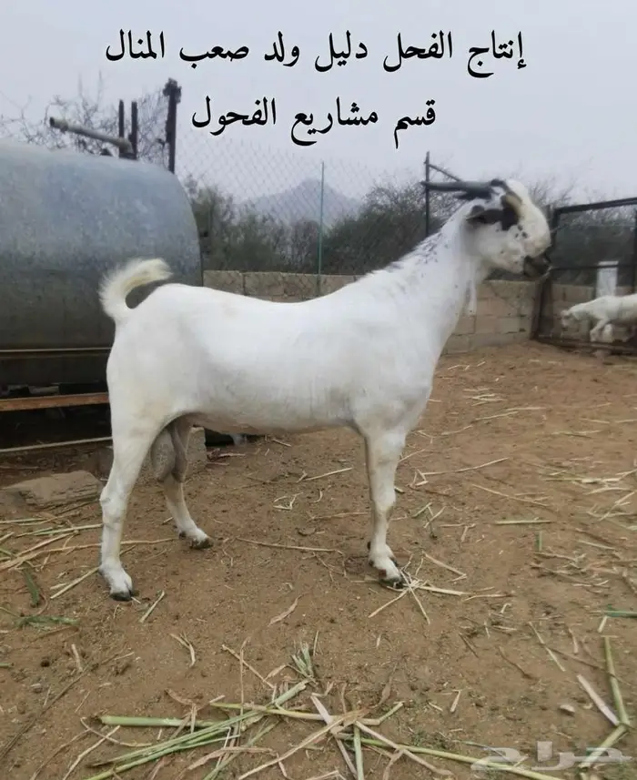 فحل بيشي صنف و معرف 14