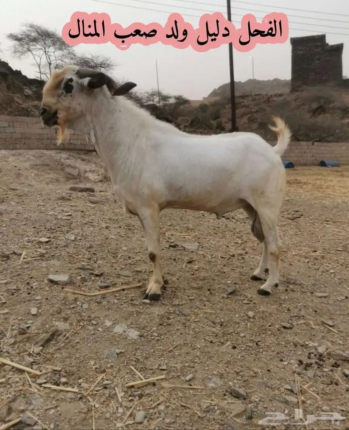 فحل بيشي صنف و معرف 6