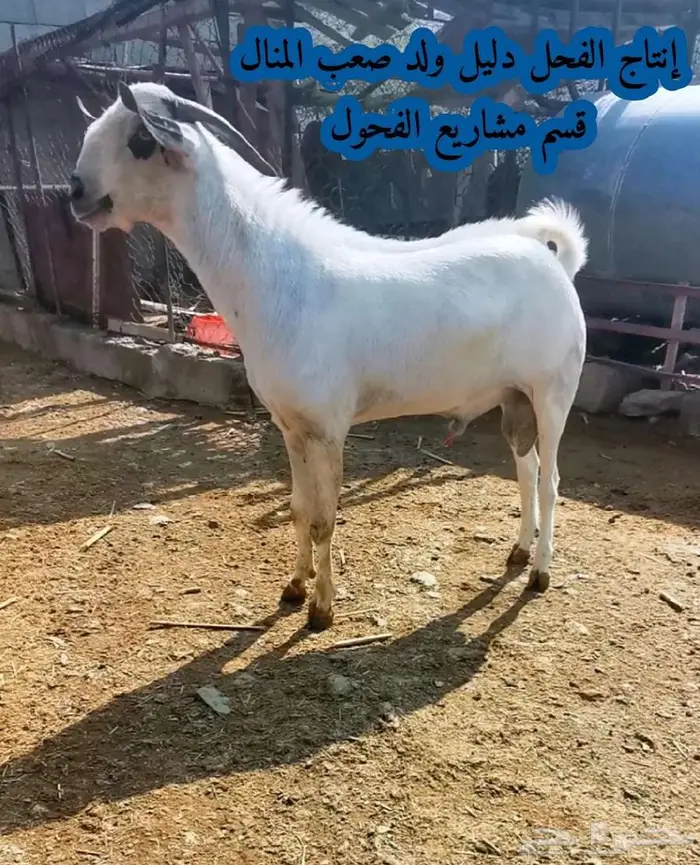 فحل بيشي صنف و معرف 16